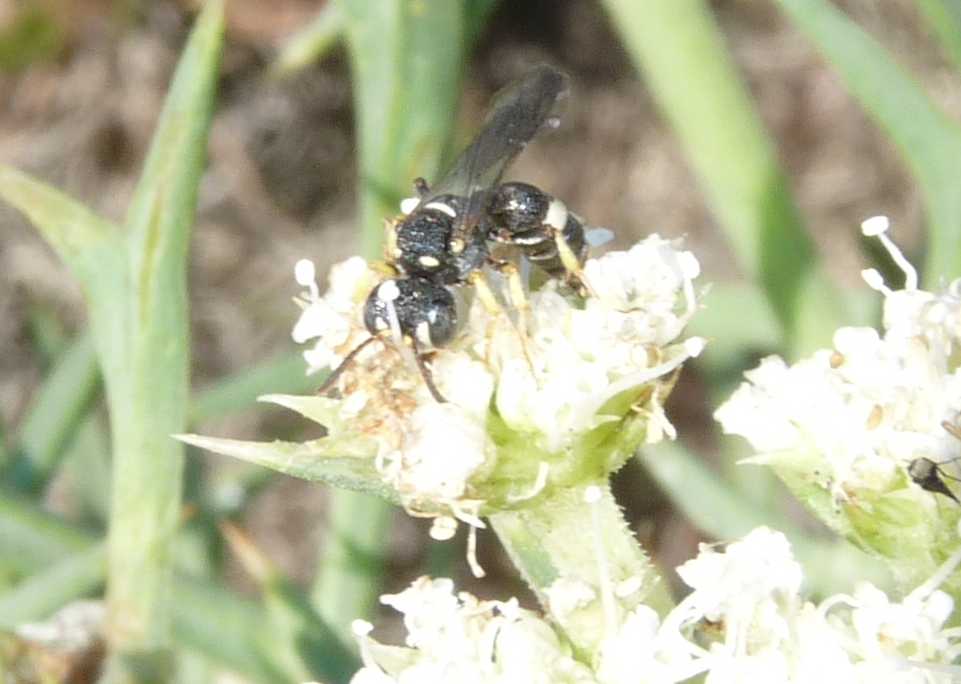 Piccolo Crabronidae?
